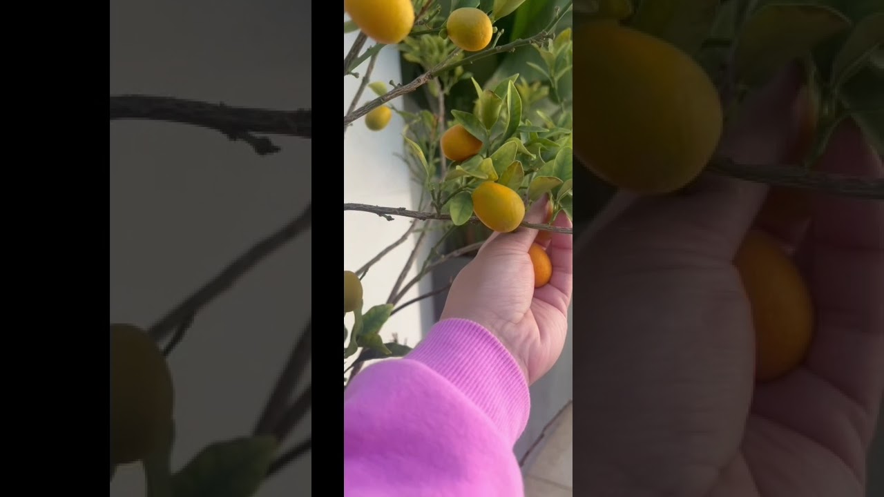Walang magawa kaya dito muna sa garden 