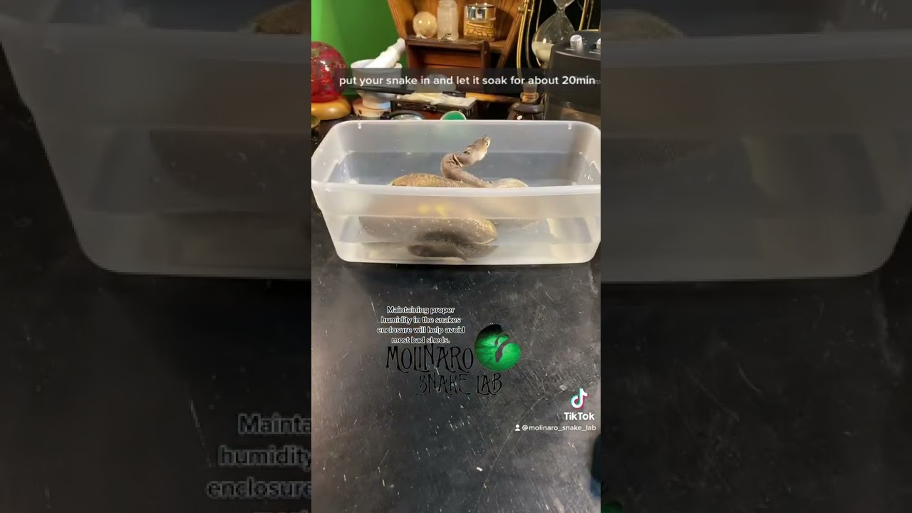 🐍 Плохая линька? Вот как это исправить 🧪 #рептилии #змеи #домашняязмея #разведениекоролевскихпито...