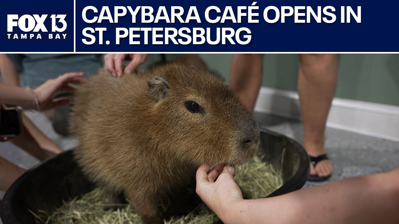 Capybara Café opens in Tampa Bay Area