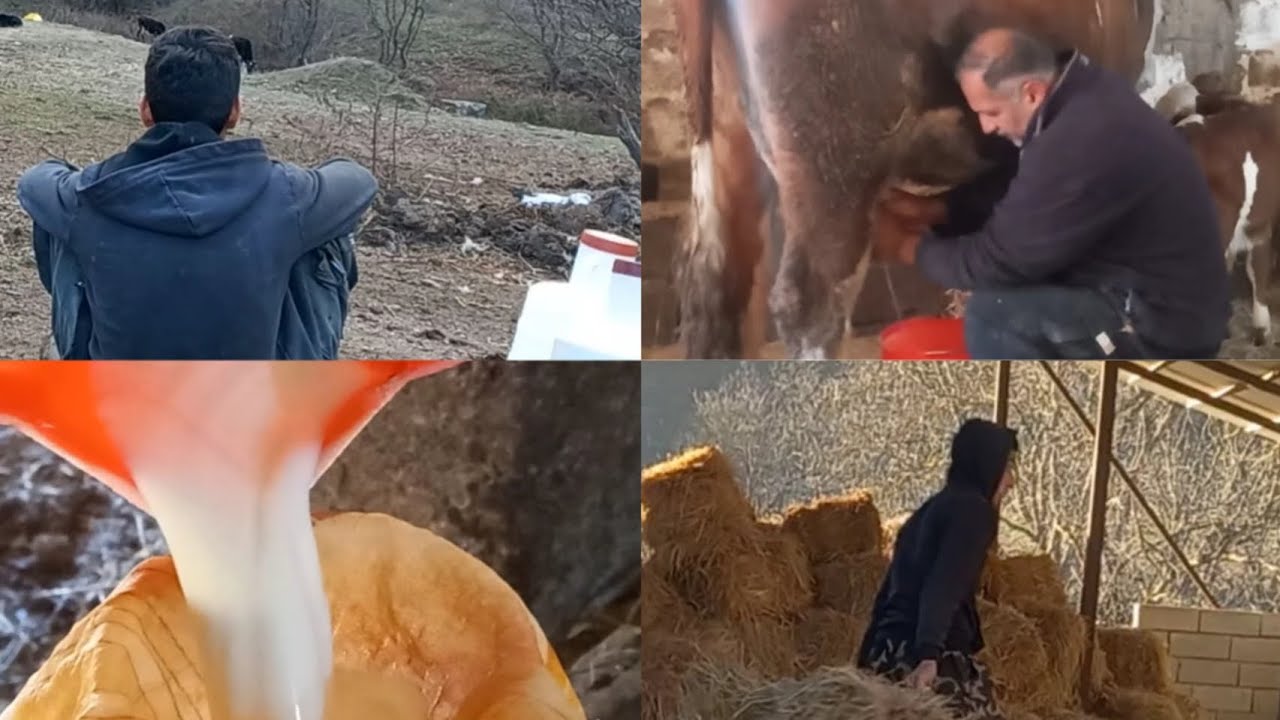 دوشیدن شیر/کارهای دامداری/دامداری و عشایریMilking/Livestock work/Livestock and nomadic