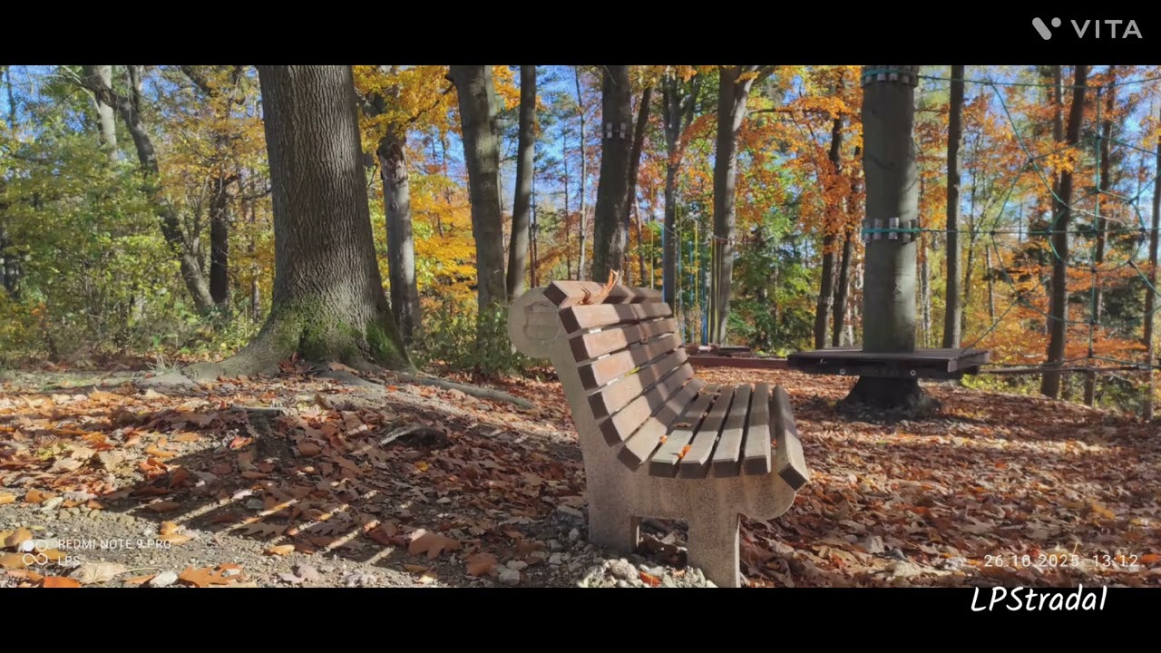Forest playground