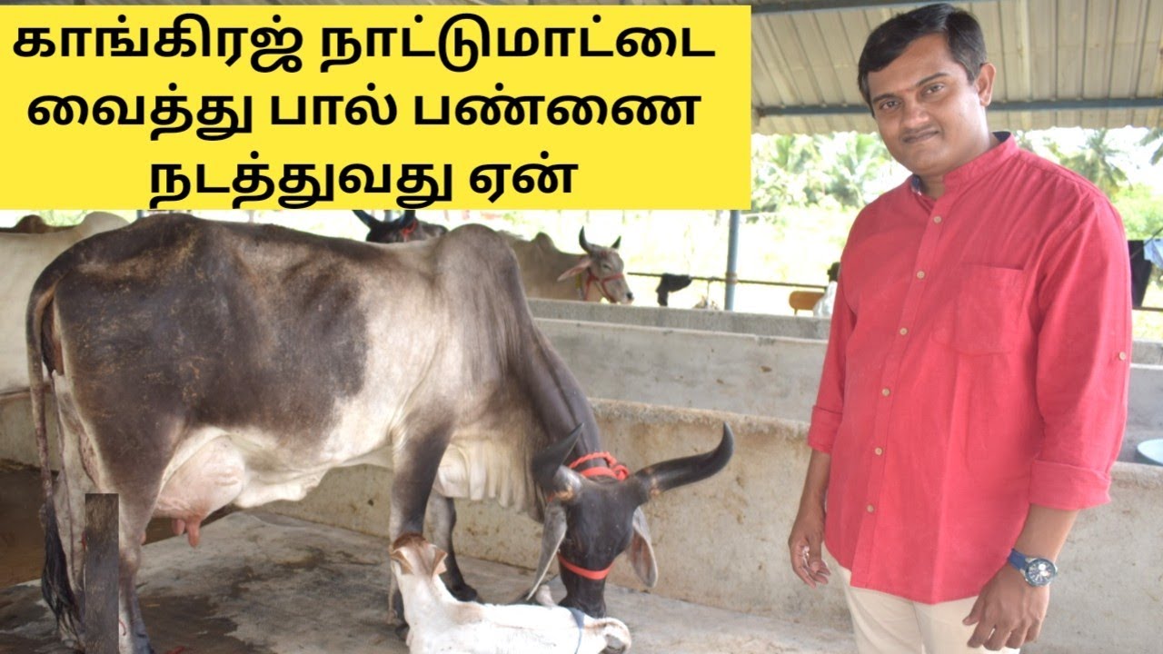 காங்கிரஜ் மாட்டை மட்டும் வைத்து பண்ணை நடத்துவது ஏன் | Rudhra Dairy farms Coimbatore