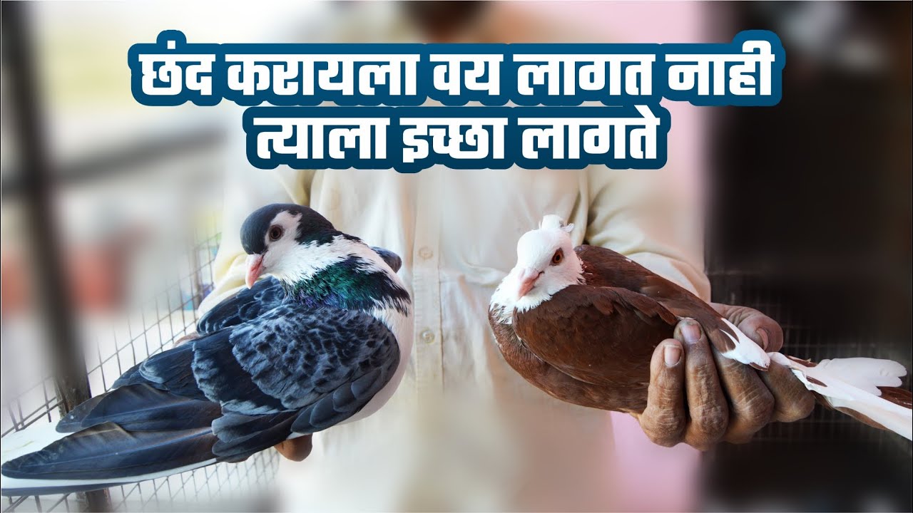 छंद करायला वय लागत नाही त्याला इच्छा लागते   सोनावणे यांची कबुतरे