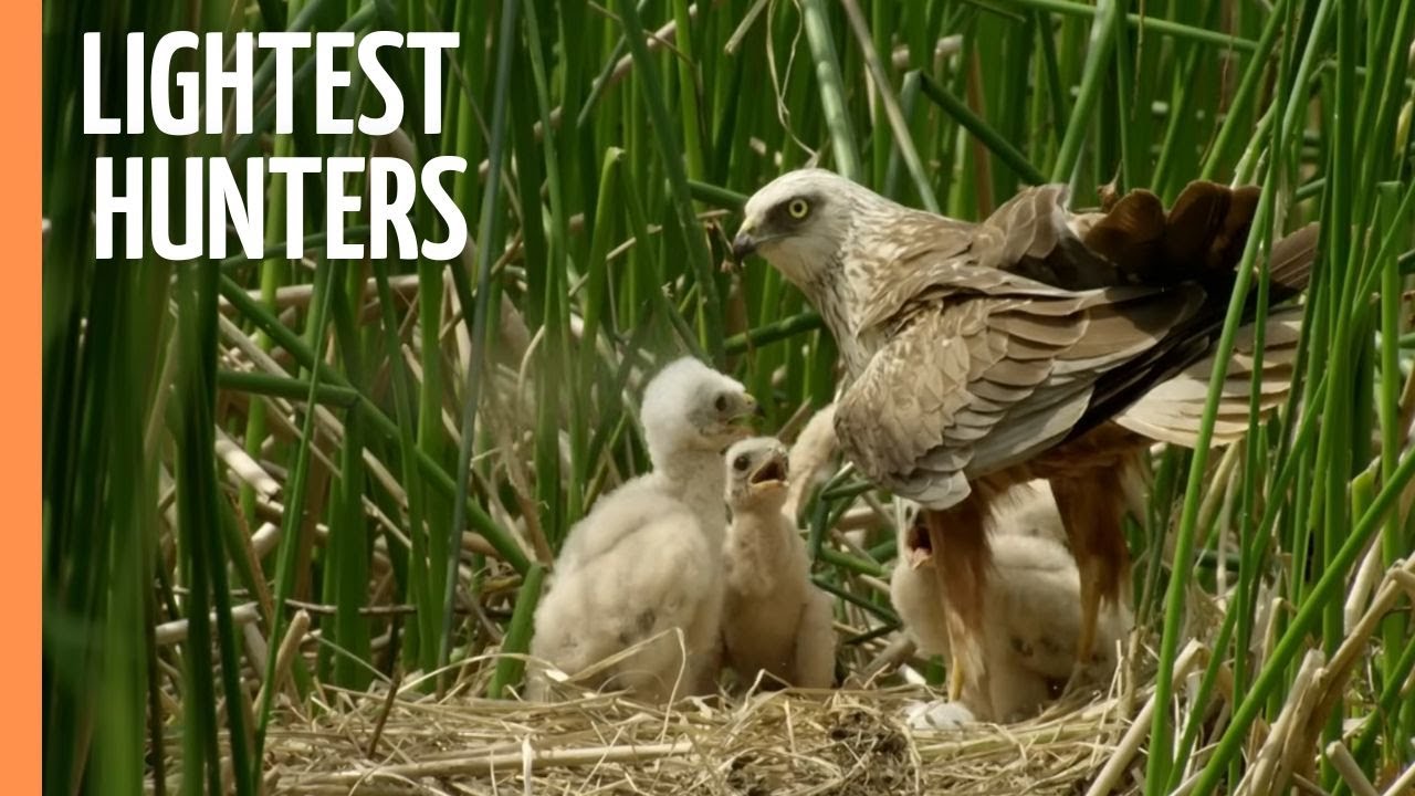 The Lightest Hunters - Kites and Harriers' Fight for Survival | Full Documentary