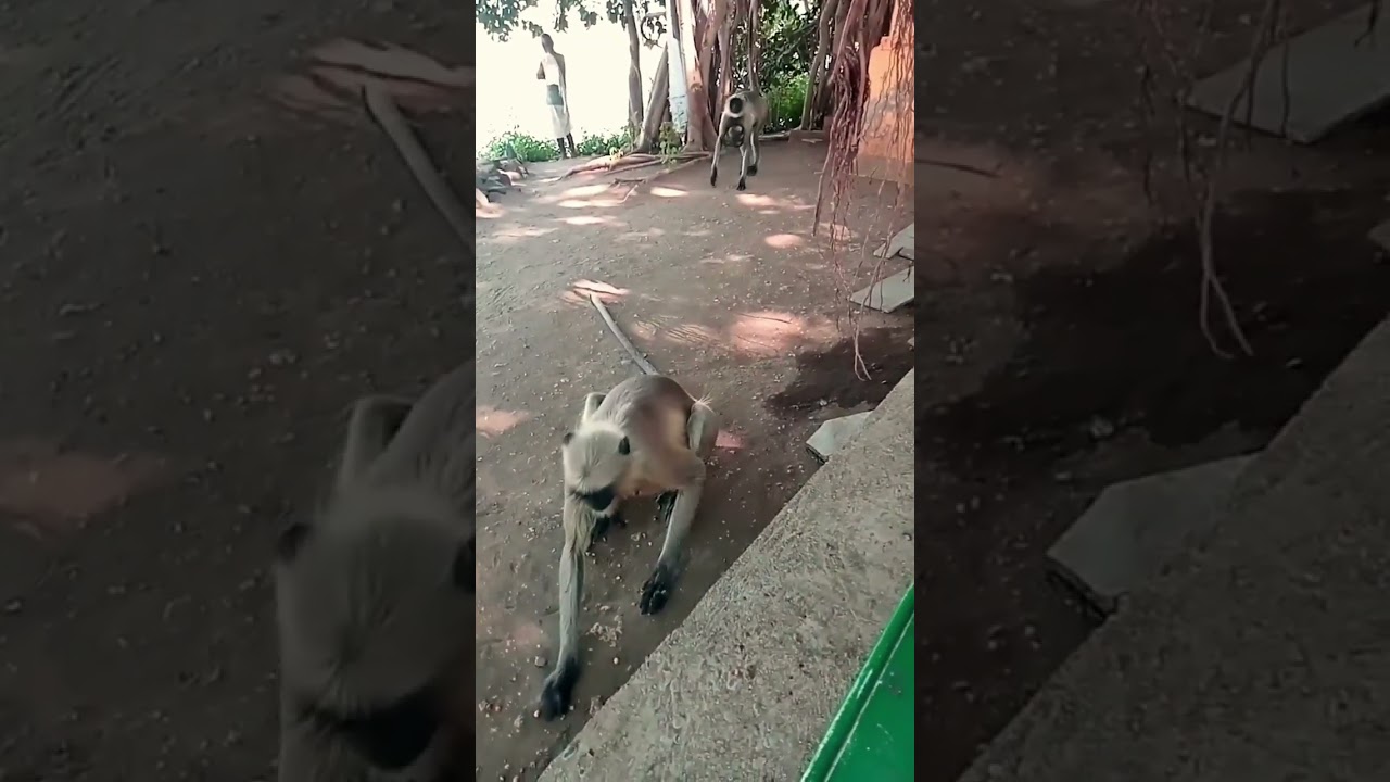 जय बजरंगबली I #shorts #trending #shortvideo #viral #whatsappstatus #shortsfeed #rambhajan #satsnag