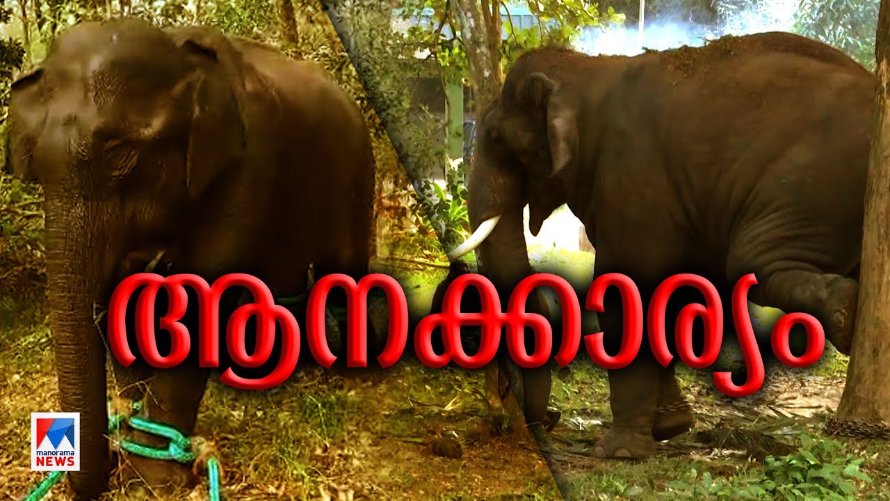 ബത്തേരിയെ മുള്‍മുനയിൽ നിർത്തിയ ആനപ്പേടി; ഒടുവിൽ ആശ്വാസം | Wild Elephant| Wayanad Bathery