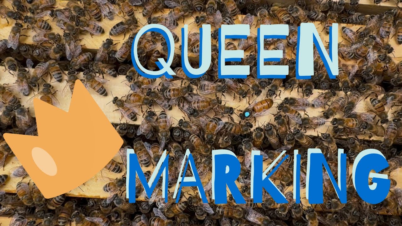 Marking The Queen! 👸🏻🐝 // Big Hive Inspection! 🔍