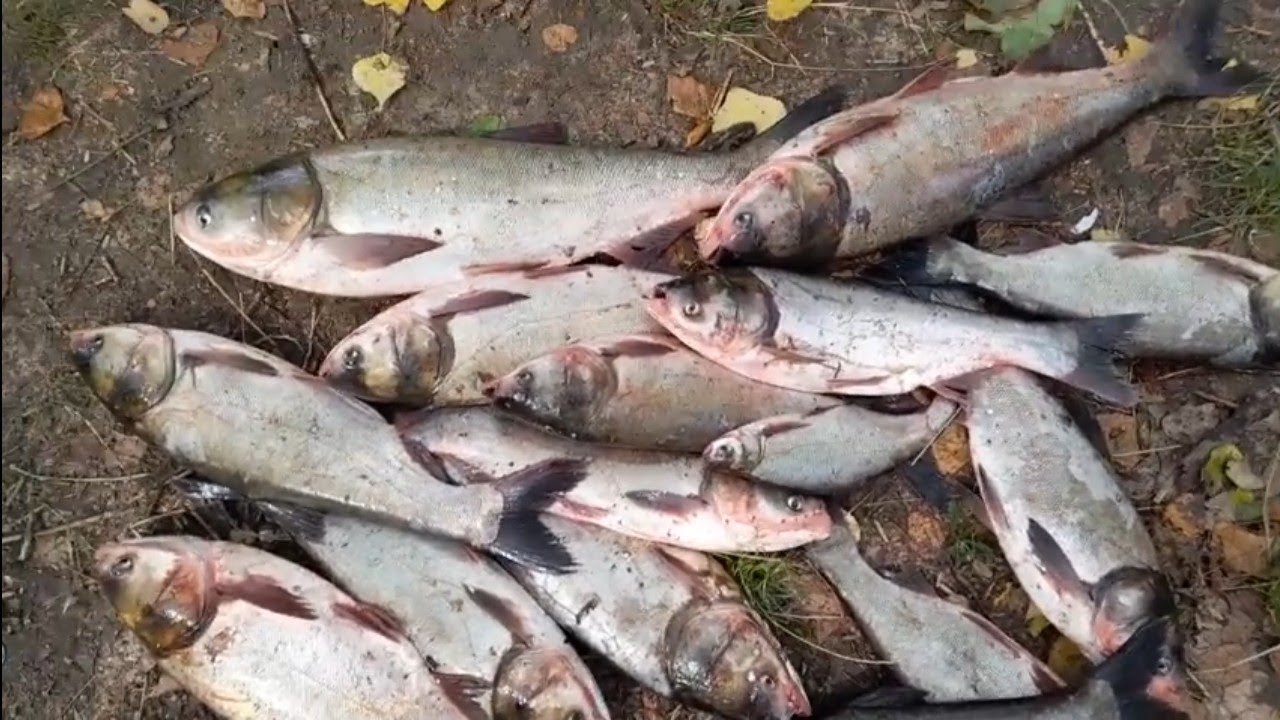 Tiszai Busa szezon! Busa invázió! Horgászat K.O.C.A. Peca ! River Fishing Amazing FHD