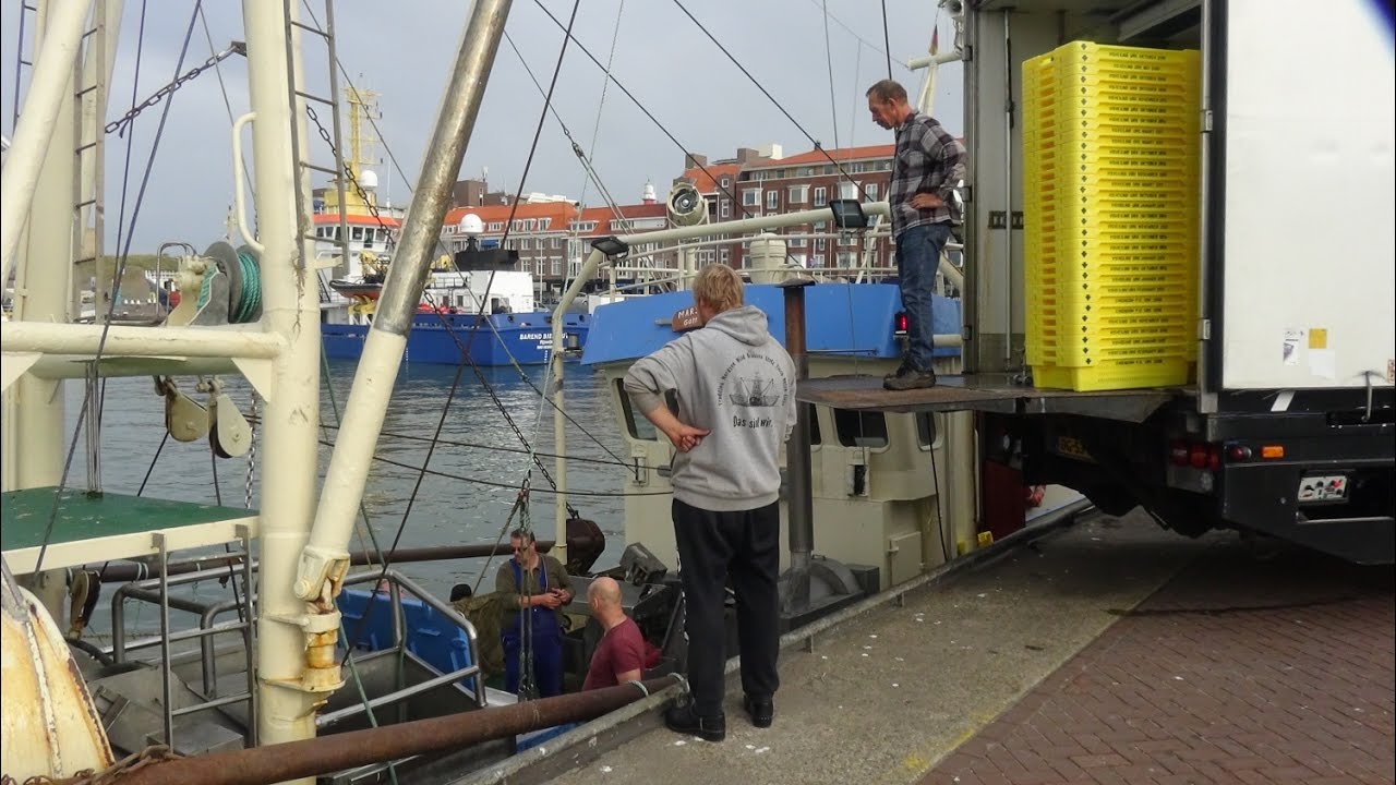 Duitse garnalenkotters garnalenlossen scheveningsehaven 11-10-2016