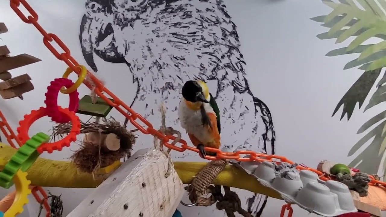 Happy Monday afternoon everybirdy!!!