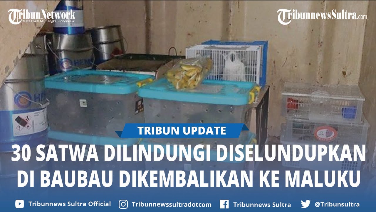 30 Satwa Dilindungi Temuan BKSDA Baubau Sulawesi Tenggara Dikembalikan ke Maluku