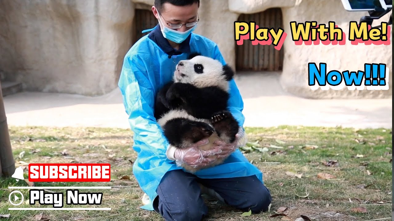 Well-Behaved Panda VS Vigorous Panda | iPanda