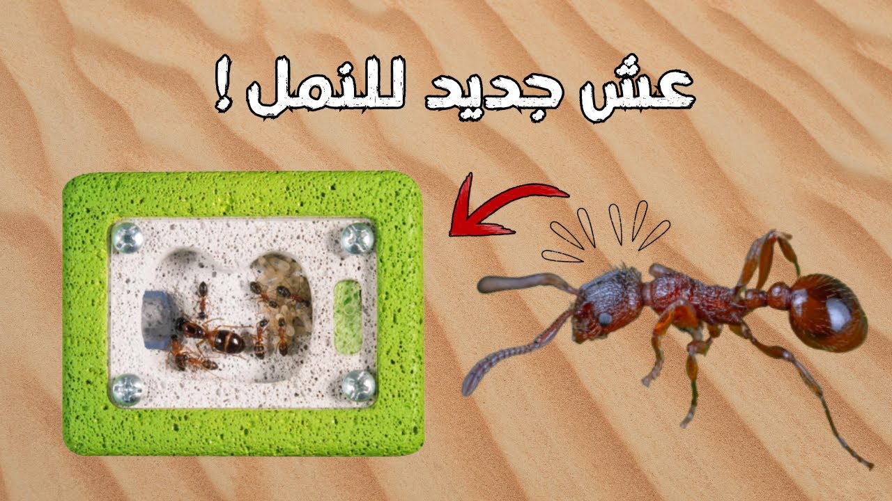 حطيت عش جديد للنمل! #12