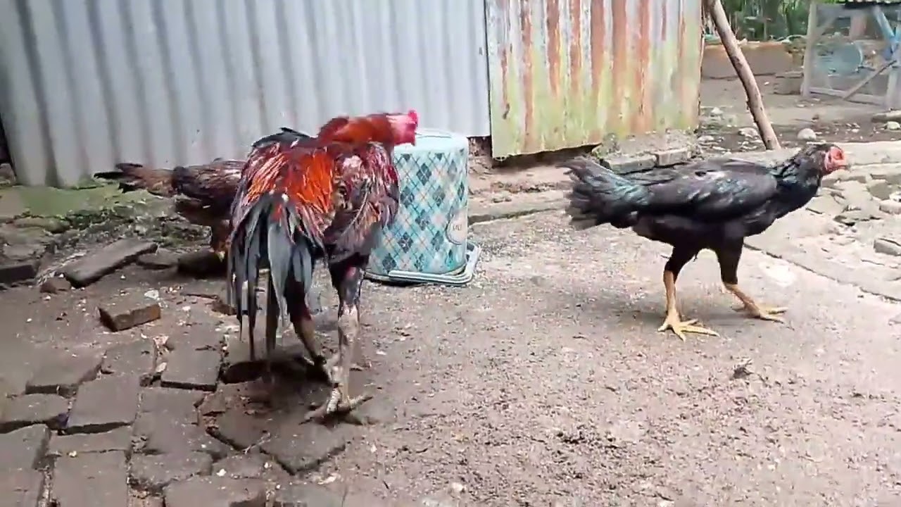 AYAM BANGKOK AYAM BERKUALITAS