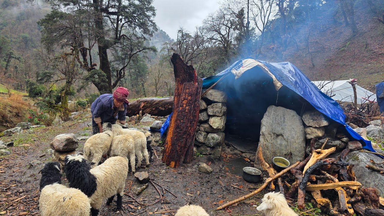 Nepali Mountain Village Life | Rainy Day | Sheep Shepherd Life | Organic Food Cooking | Real Life🇳🇵