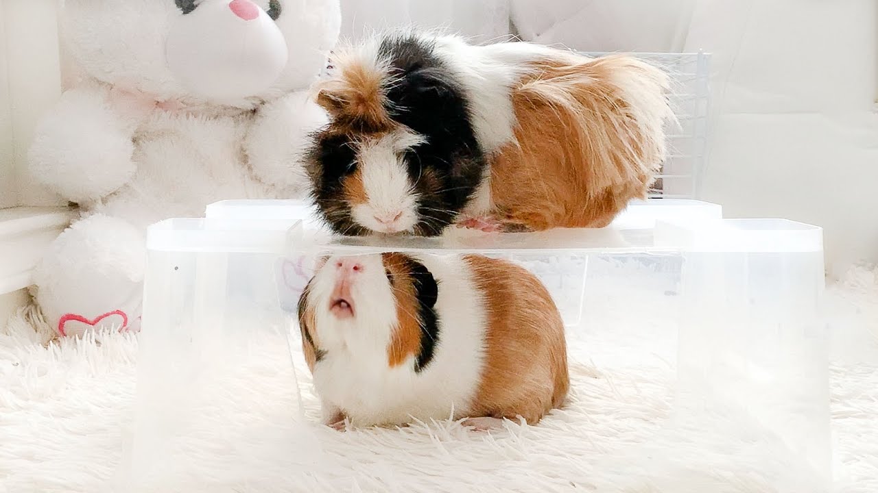 Guinea Pig's Fails Compilation 2025 - Too Cute To Miss! 🐹❤️🤣