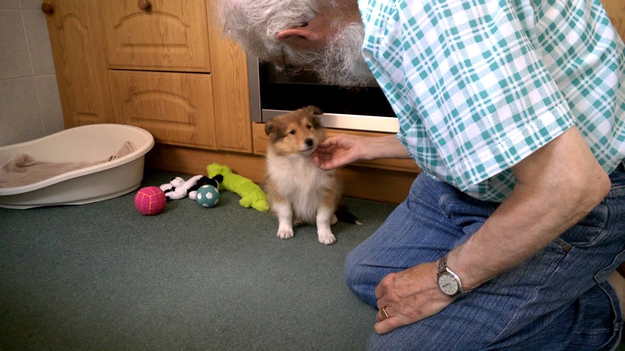 Lexi Rough Collie Puppy in her new Home