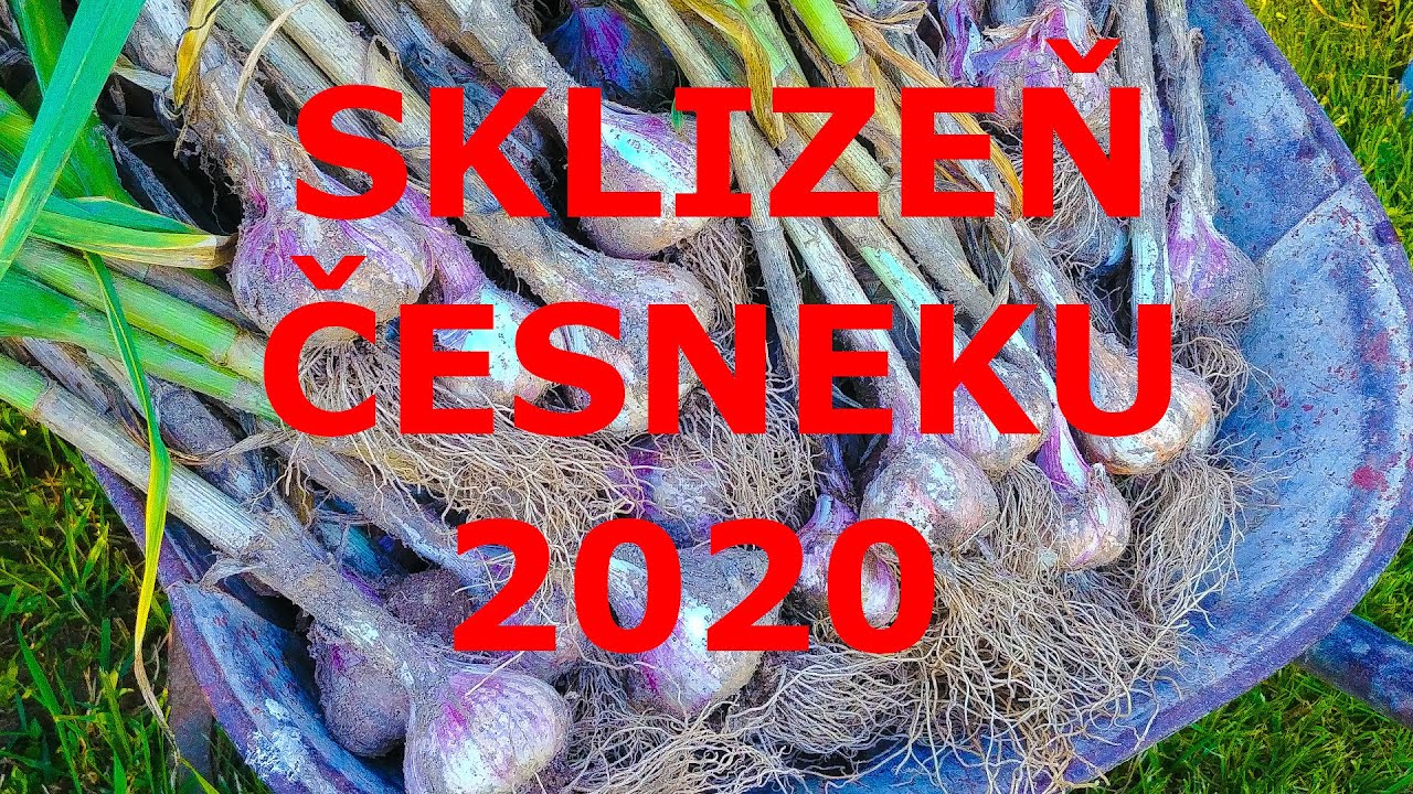 Sklizeň česneku 2020