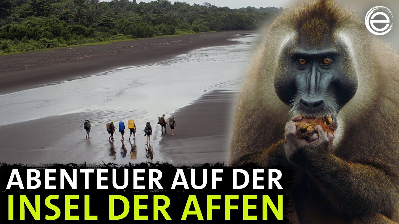 Unter Afrikas Affen ‒ Das Abenteuer | Erlebnis Erde