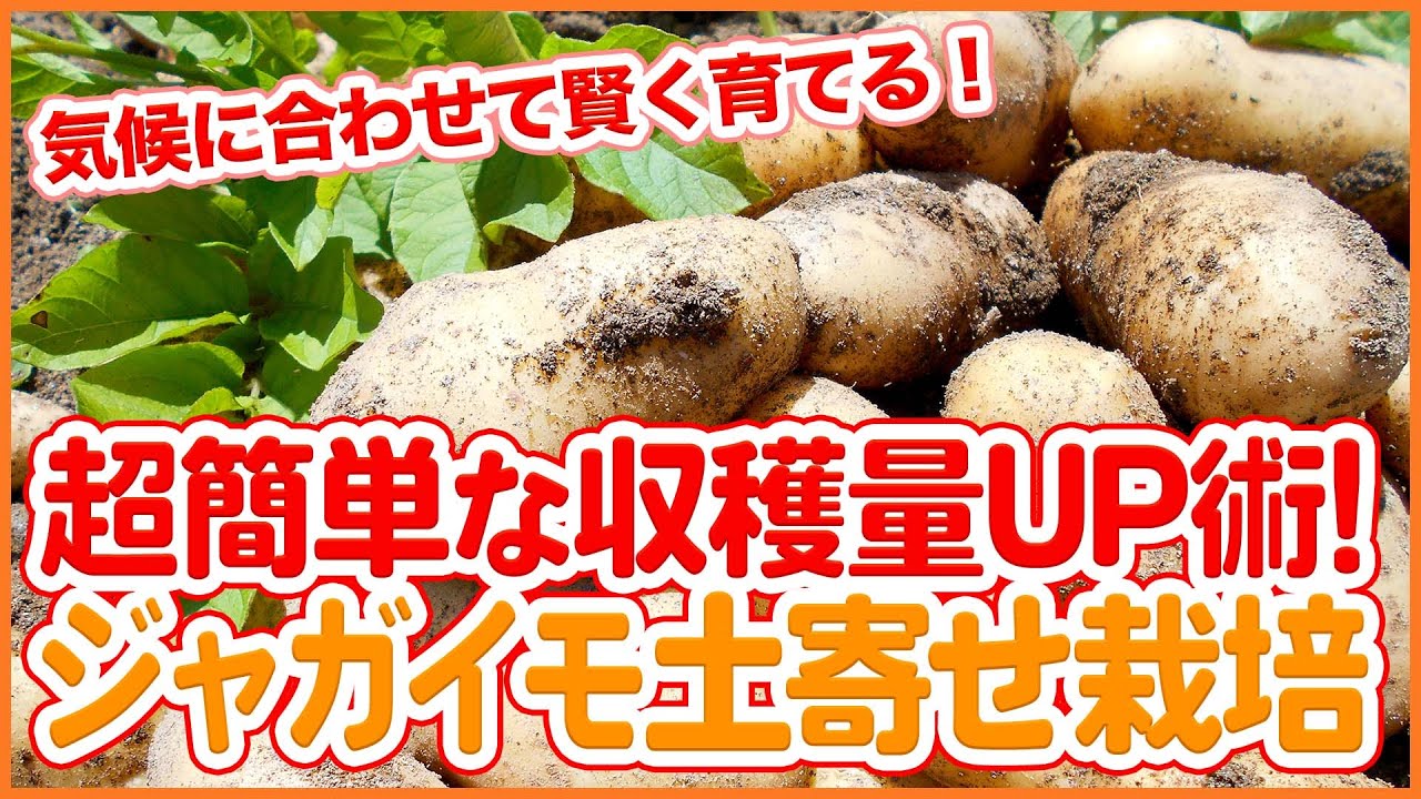 驚くほど採れる！誰でもできるジャガイモの土寄せテクニックを完全解説【シェア畑】【農園ライフ】