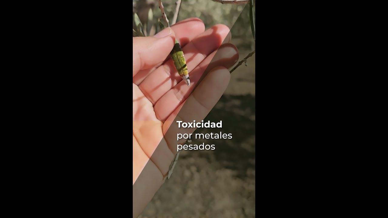 TOXICIDAD POR METALES PESADOS - OLIVAR