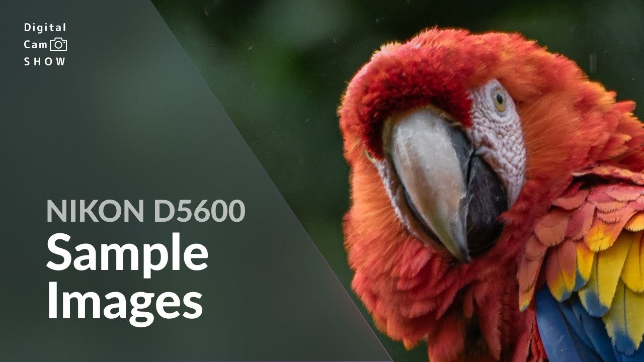 Nikon D5600 Sample Images With Camera Settings in photography