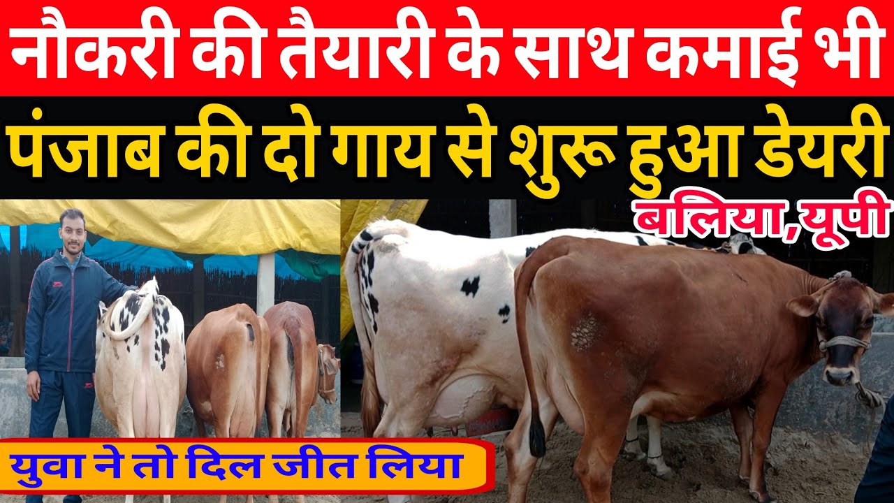 नौकरी की तैयारी के साथ कमाई,पंजाब की 2 गाय से शुरू किया छोटी डेयरी फार्म/small dairy farm ballia up