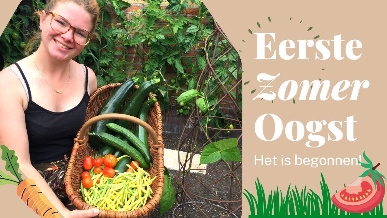 Eerste  GROTE OOGST van het MOESTUIN Seizoen! | Tomaten,  Sperziebonen, Courgette & Komkommers