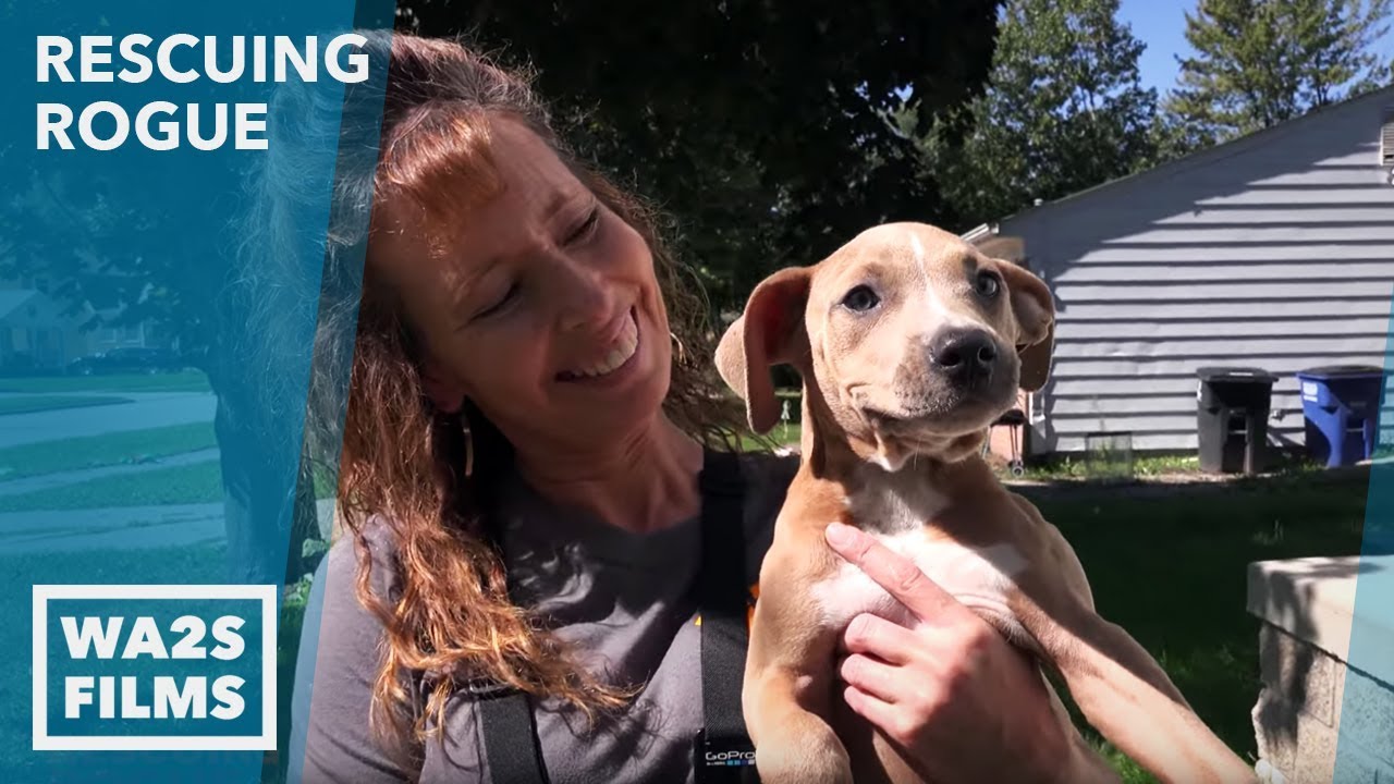 3 Pit Bull Puppies Thrown From Car Rescued! Rescuing Rogue - Howl & Hope For Dodo Dogs
