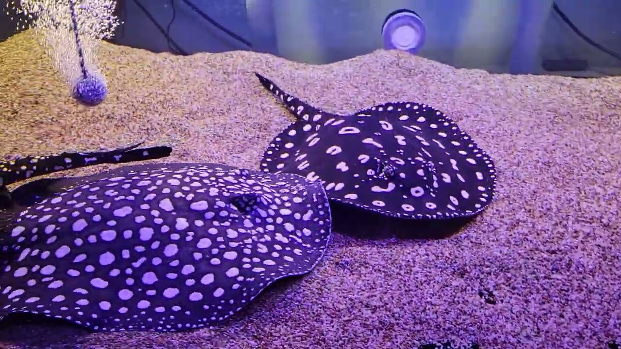 Stingrays Love blowing in the substrate!