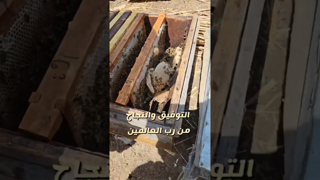 النحال الإماراتي رحلة إلى جنوب مصر 🇪🇬 الفيديو الثاني