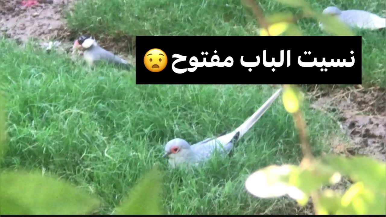 نسيت باب المحمية مفتوح 😟