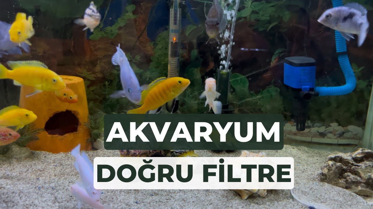 AKVARYUM TEPE FİLTRE NASIL YAPILIR / FİLTRE FAYDALARI