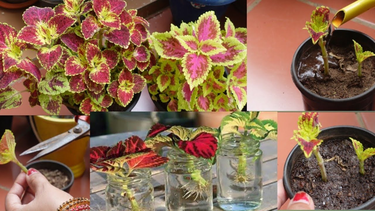 कोलियस पर आएगी ढेरों चमकदार पत्तियाँ/कटिंग से लगाने का तरीका/Coleus plants care tips
