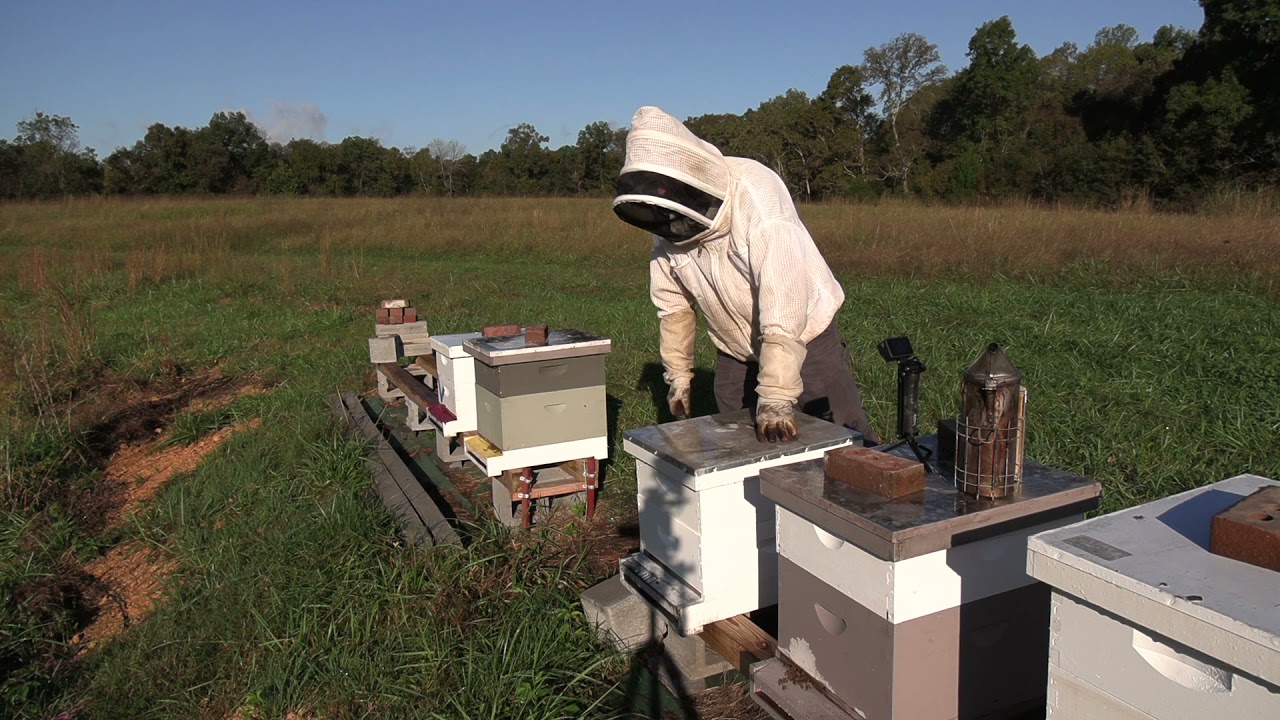 Fall Hive Management