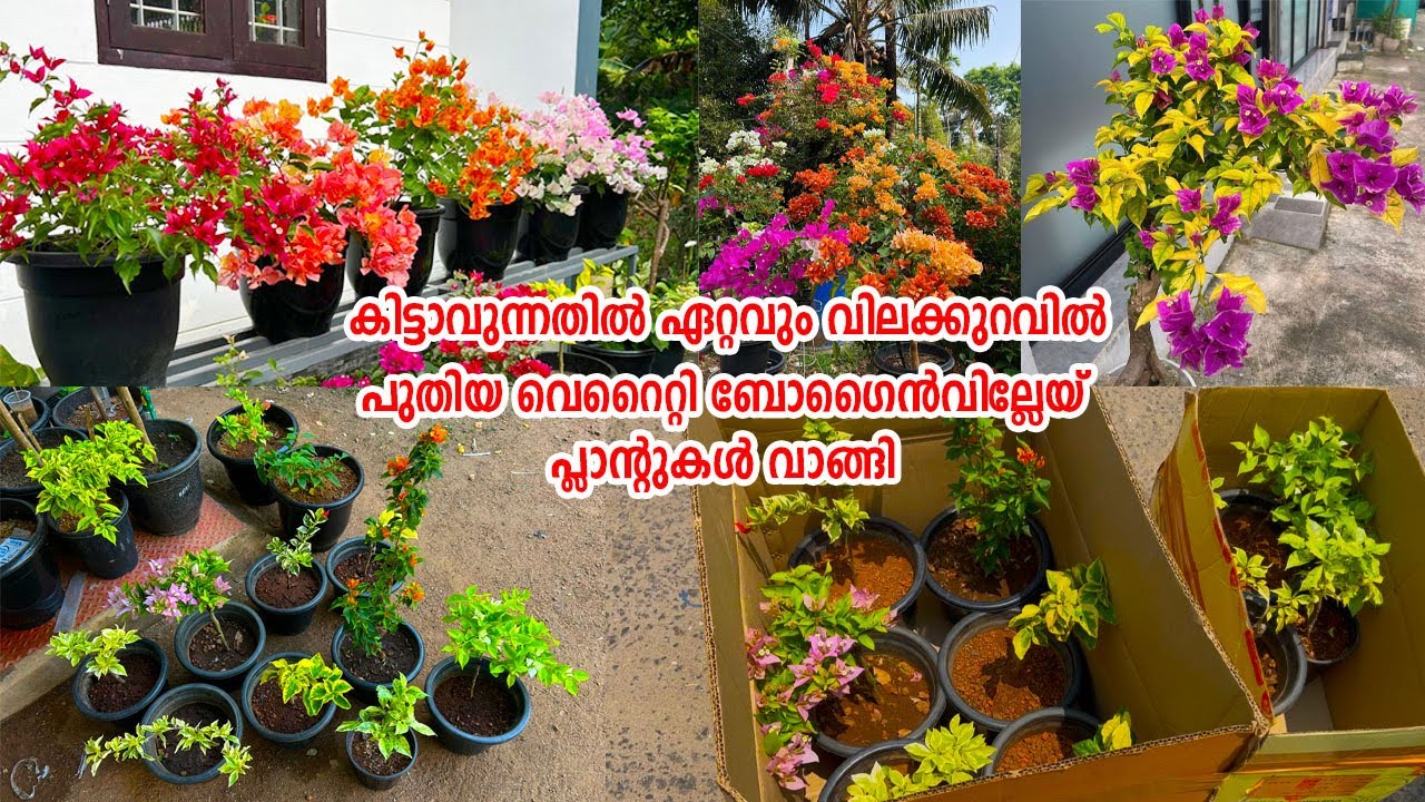 പുതിയ വെറൈറ്റി ബോഗൈൻവില്ലേകൾ കുറച്ച് വാങ്ങി ഏറ്റവും വിലക്കുറവിൽ|Buy New Variety Bougainvillea