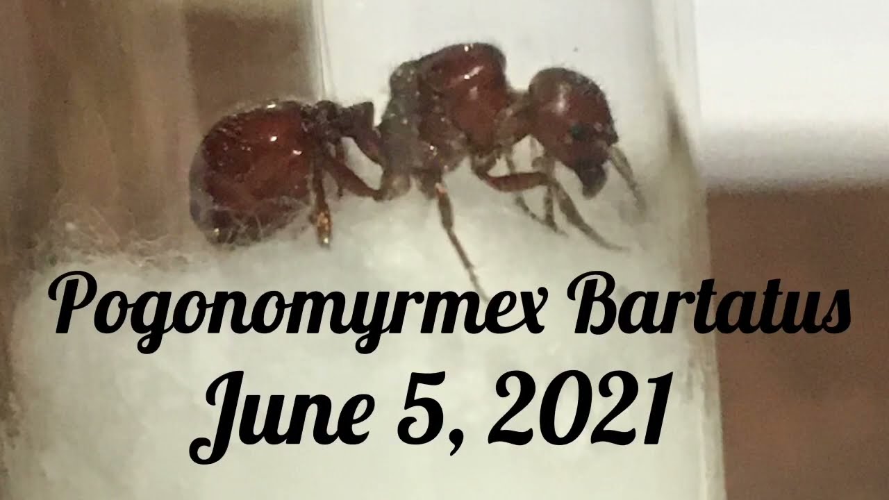 Pogonomyrmex Barbatus, Red Harvester Ants.