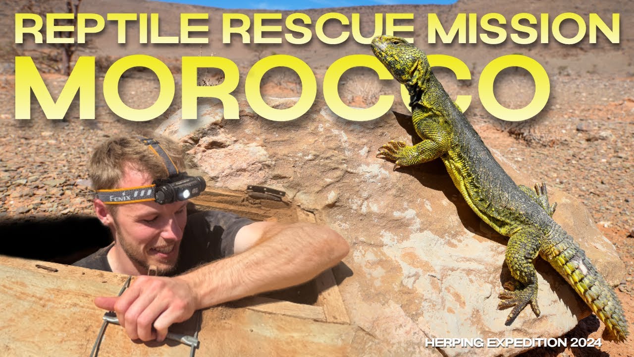 Reptile Rescue Mission: MOROCCO (Herping Expedition 2024)