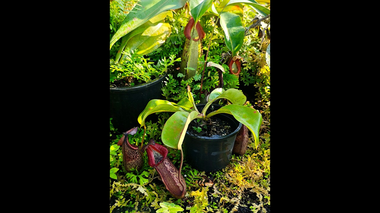 16 Nepenthes (veitchii x boschiana) x veitchii 'Bario' 260209