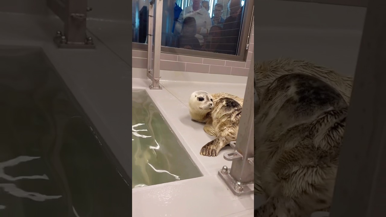 The first time swimming for small pups Laurie and Pieter!🩵 Always a bit scary for the first time.