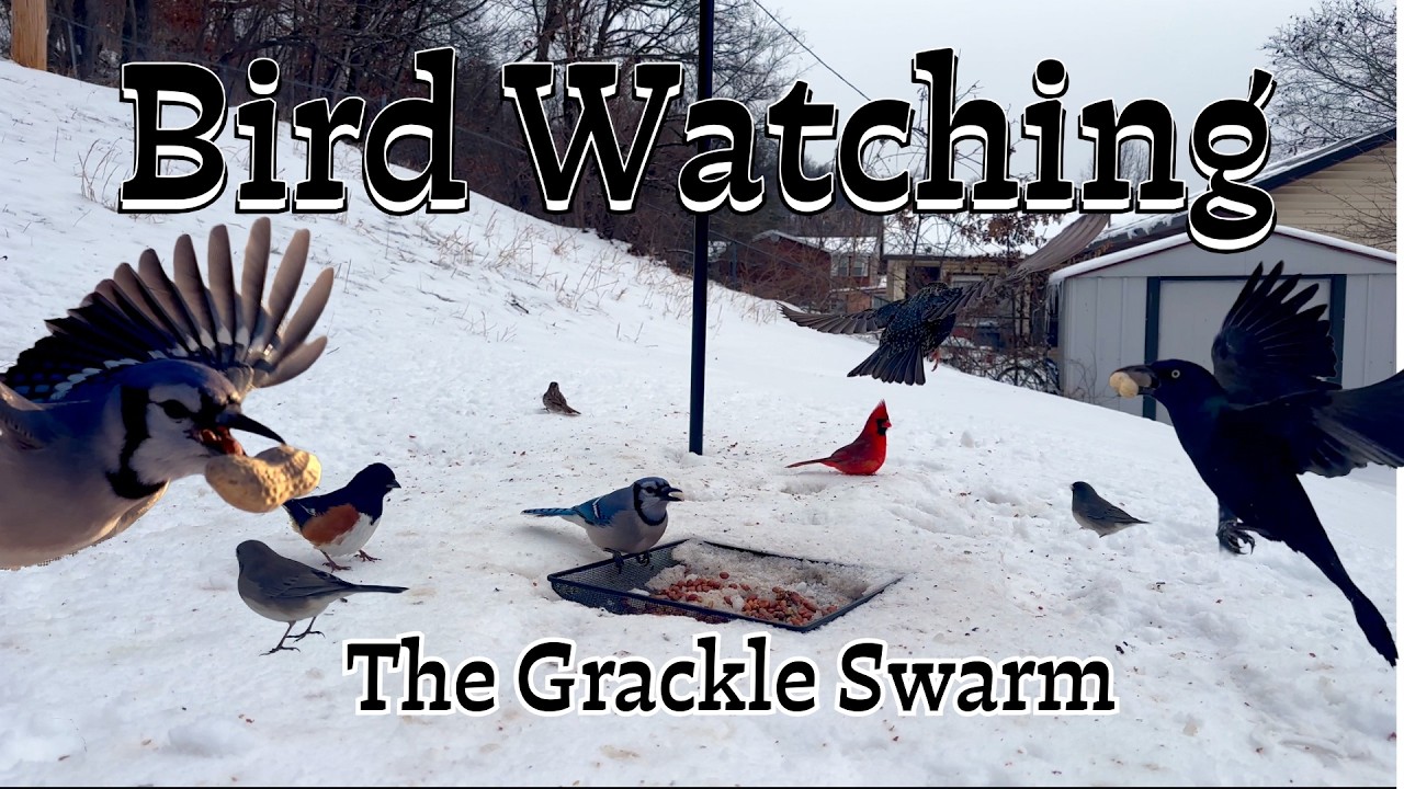 Bird Watching, Every Like and Comment is another day I feed these birds!