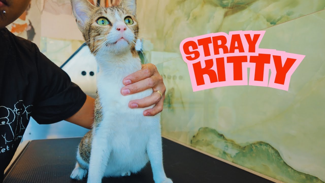 Stray Cat's First Bath. How would this Stray Kitty react with the Calm Cat Groomer???