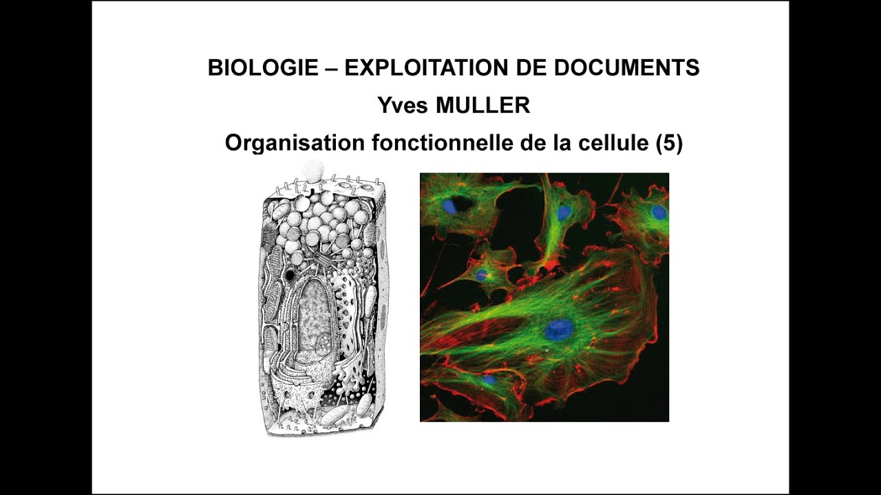 5. Le cytosquelette - Thème : Organisation fonctionnelle de la cellule