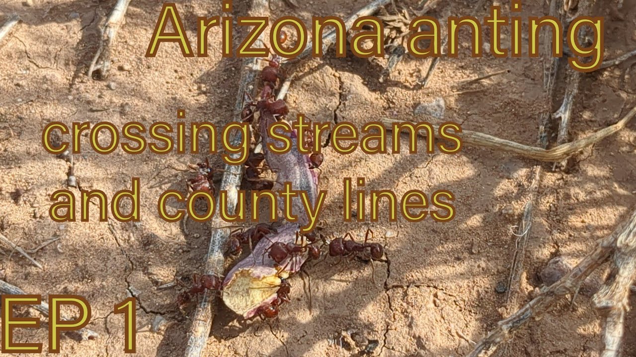 Arizona anting S1 EP1: Crossing streams and county lines.