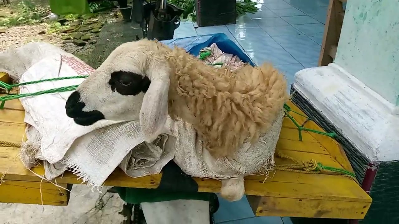 Harga domba dara lepas hari ini ..!! Baru dapet dari tanian 