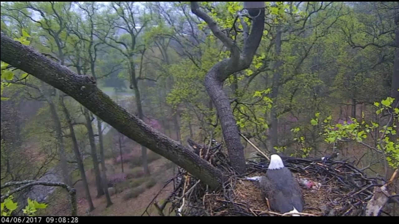 AEF DC EAGLE CAM Rainy but Peaceful with some Thunder and Birds Chirpping 4.6.17