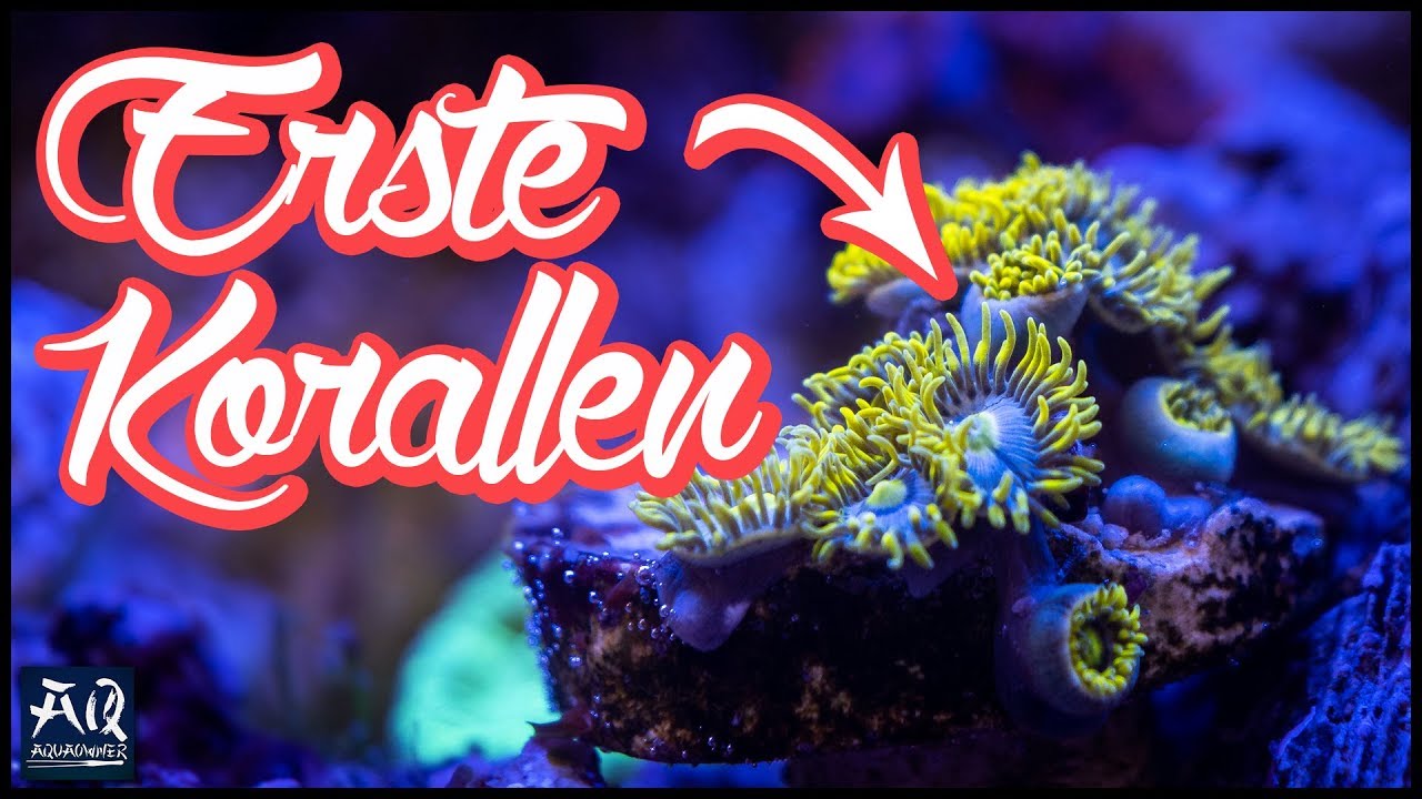 Einsteiger Korallen f&uuml;r Meerwasser Aquarium | AquaOwner