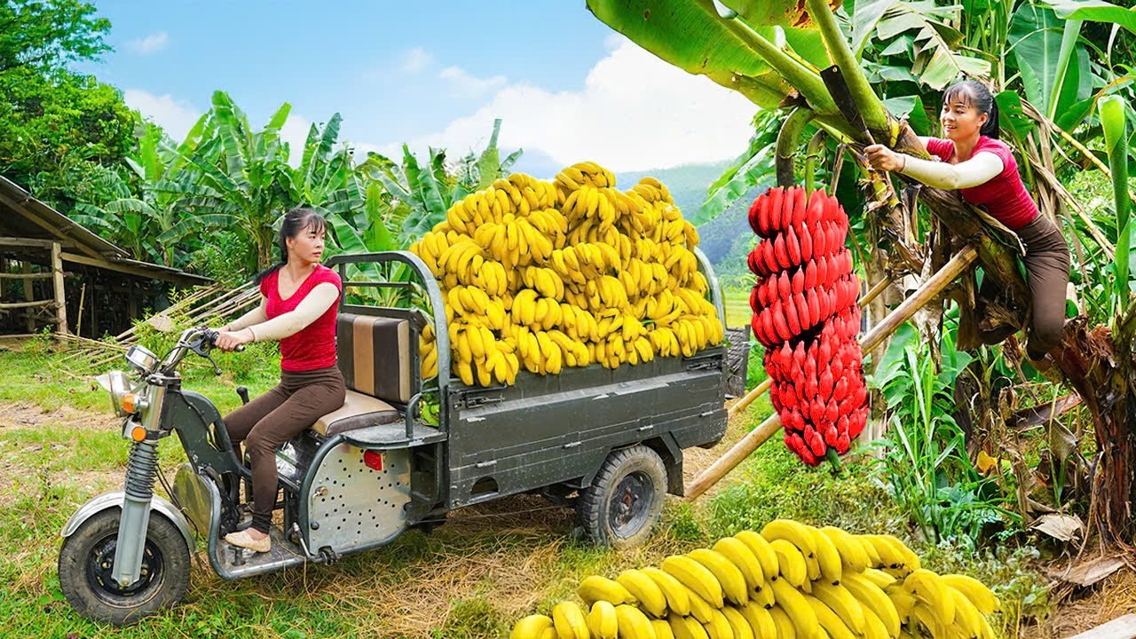 Harvesting Bananas with 3-Wheeled Vehicle & Selling at Countryside Market |  Phương New Bushcraft