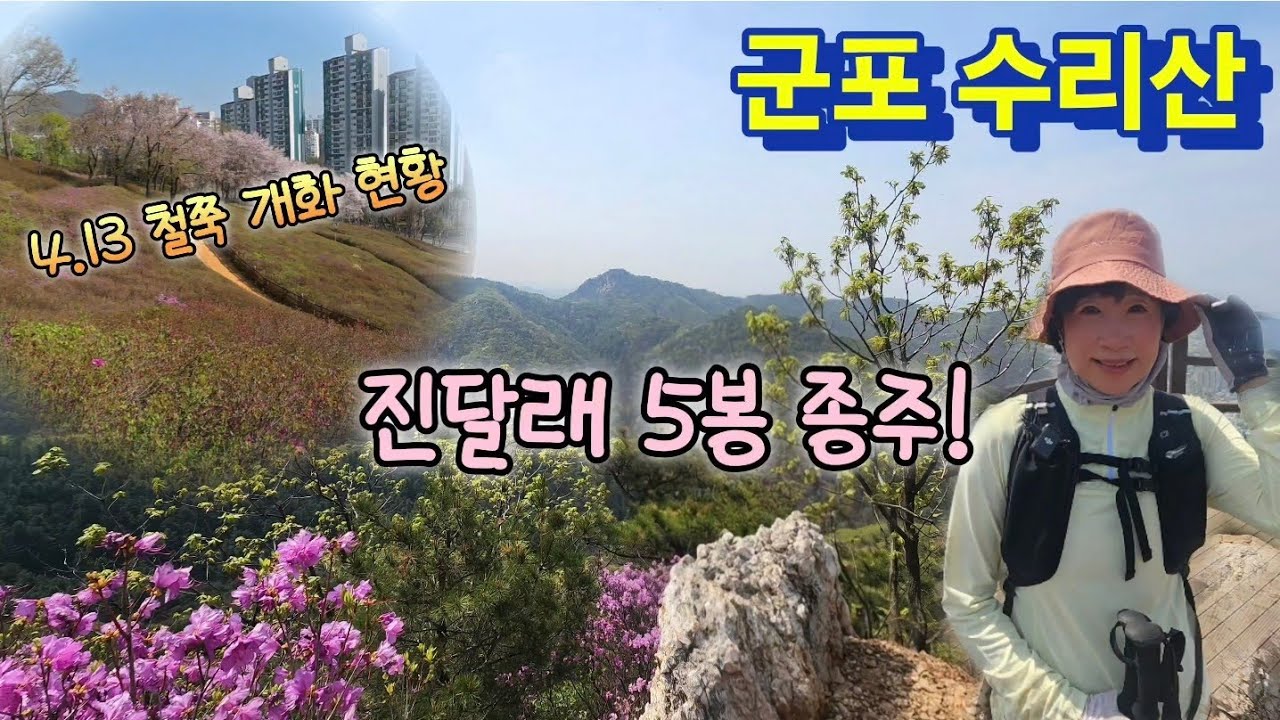 군포 수리산 진달래와 5봉 종주 🌸 (4.13 | 철쭉동산 개화 현황)