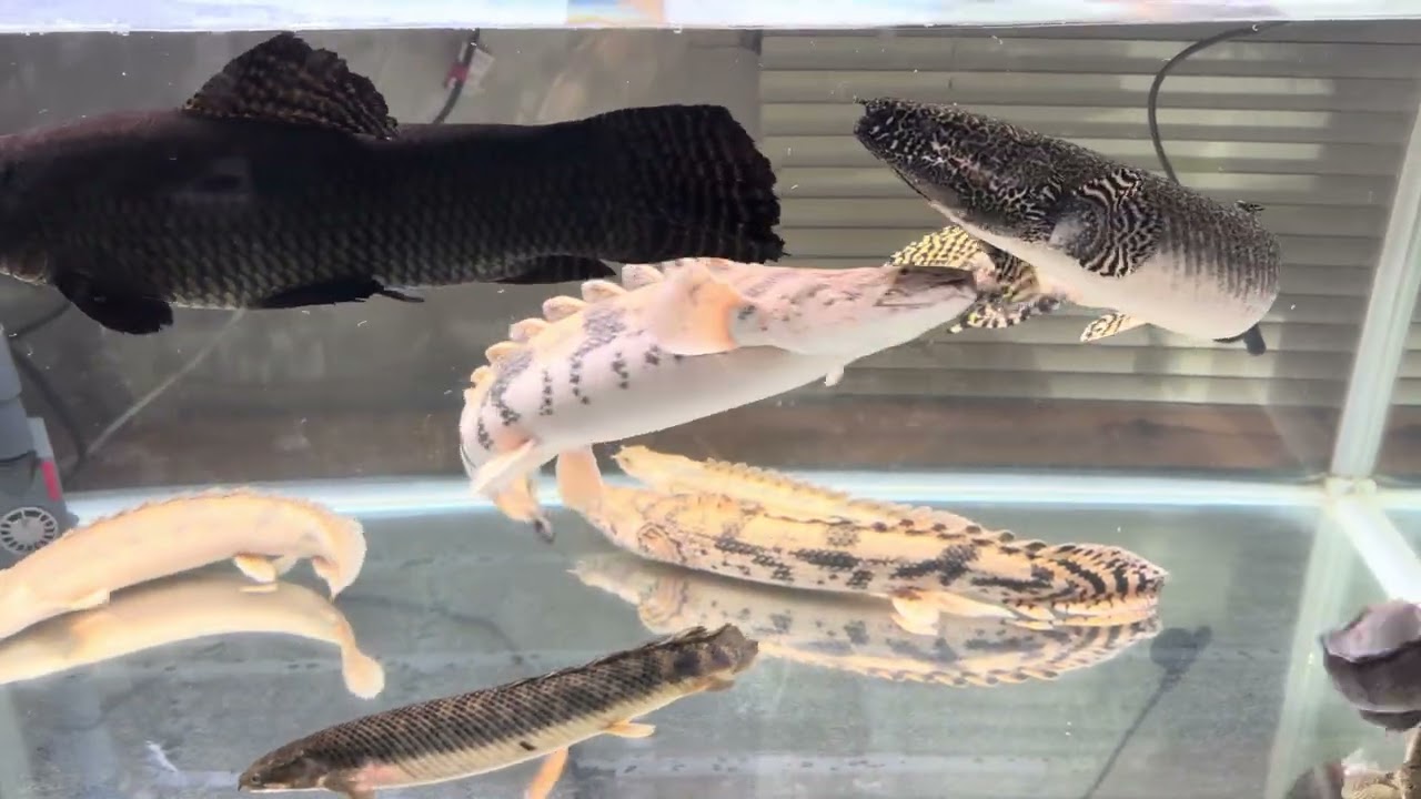 ポリプテルス ブラックタライロン　コウタイ